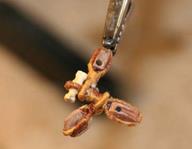 Cliquez pour agrandir l'image