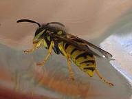 Cliquez pour agrandir l'image